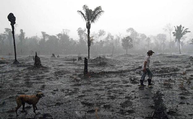 El Amazonas podría estar cerca del punto de inflexión de selva húmeda a sabana