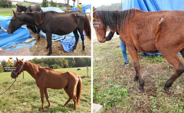 Desarticulada una red de ganaderos cántabros que se dedicaba a vender caballos en Francia de forma irregular