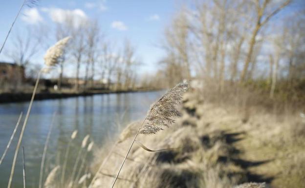 Hoy recorremos la Ruta del Canal de Castilla, en Medina de Rioseco