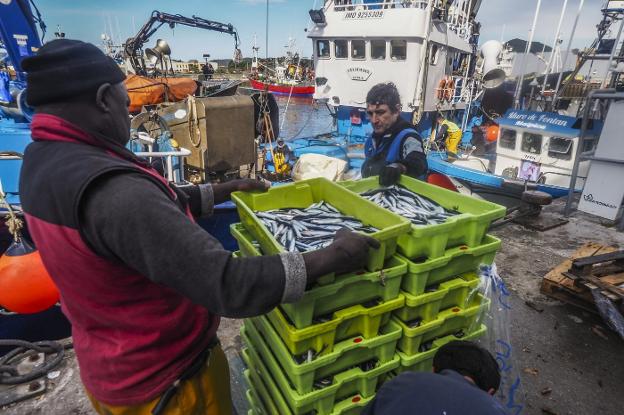 Los puertos de Laredo y Santoña, a pleno rendimiento con el bocarte cerca de casa