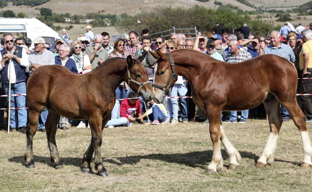 Ruente acogerá este sábado el I Concurso Morfológico Regional de Ganado Equino de Raza Hispano-Bretona