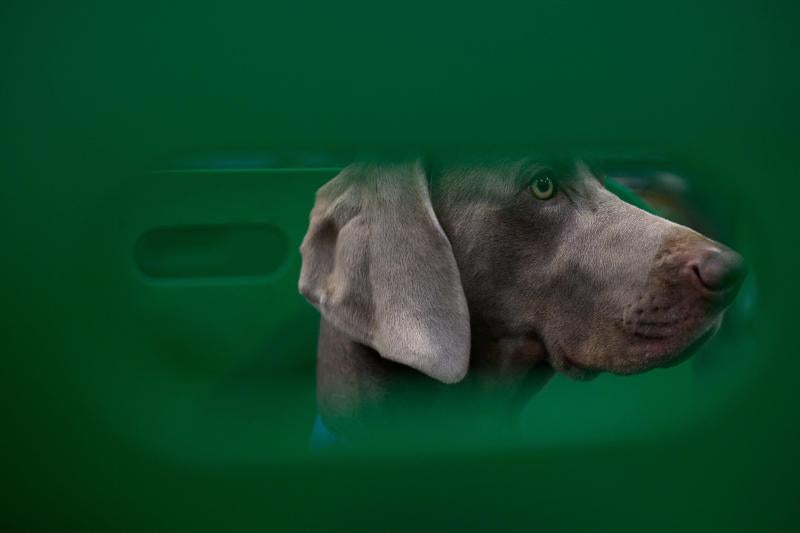 Perros de campeonato, en la mayor exposición canina