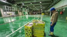 La lonja casi parada