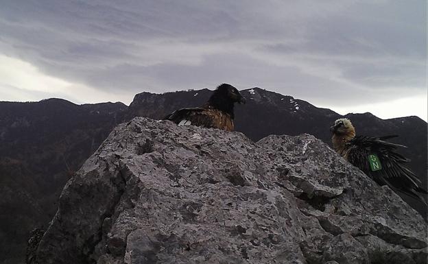 Los quebrantahuesos 'Deva' y 'Casanova' crían su segundo pollo en Picos de Europa