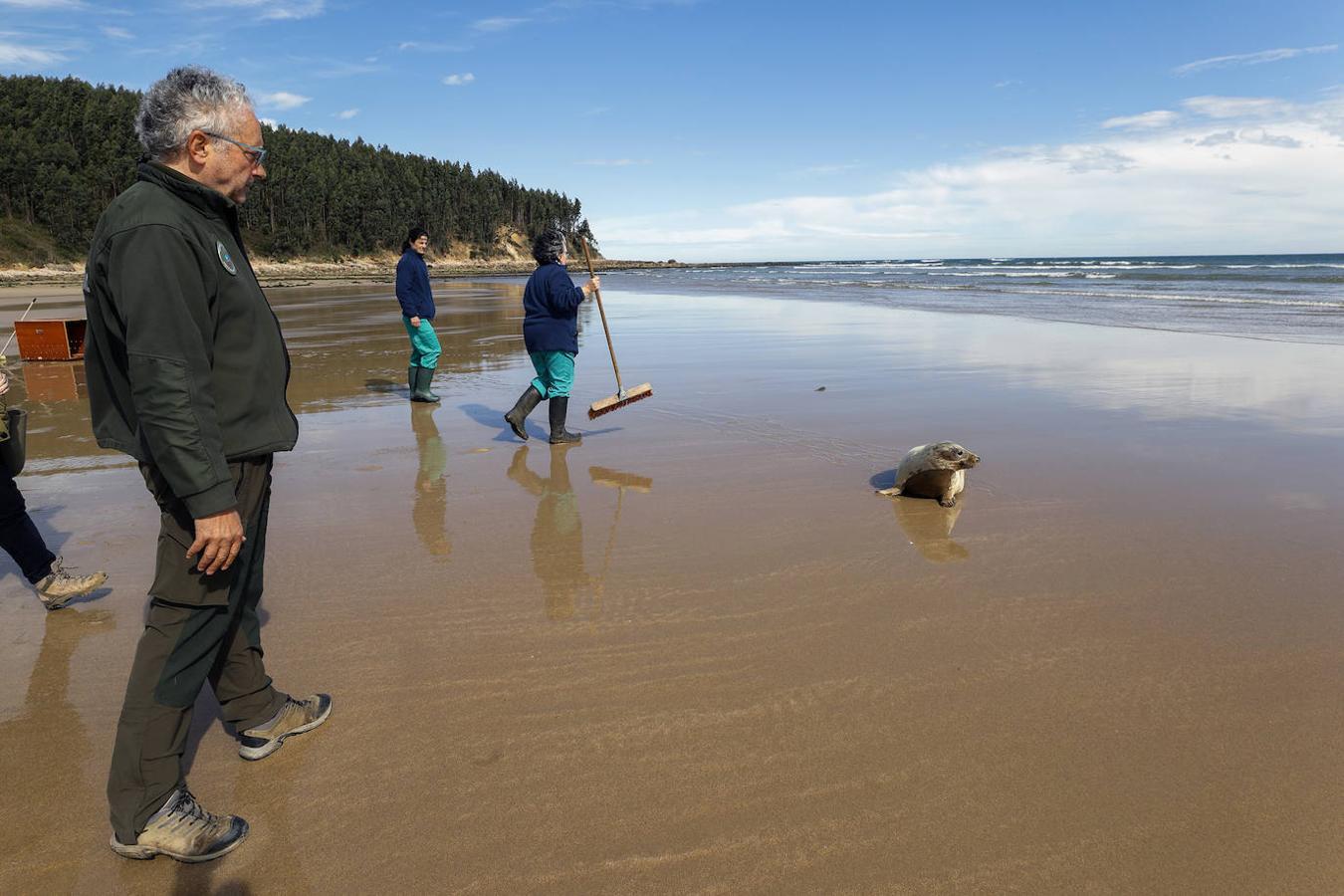 La foca herida en Oyambre regresa a su hábitat natural