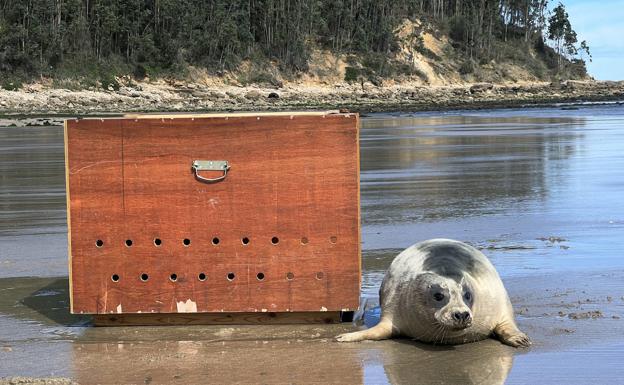 La foca herida en Oyambre regresa a su hábitat natural