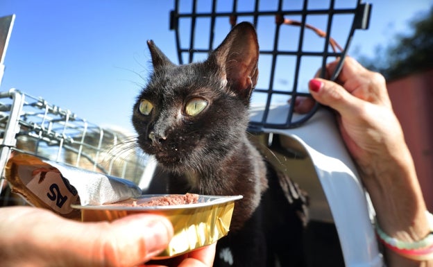 Santoña pondrá en marcha una campaña para controlar las colonias de gatos callejeras