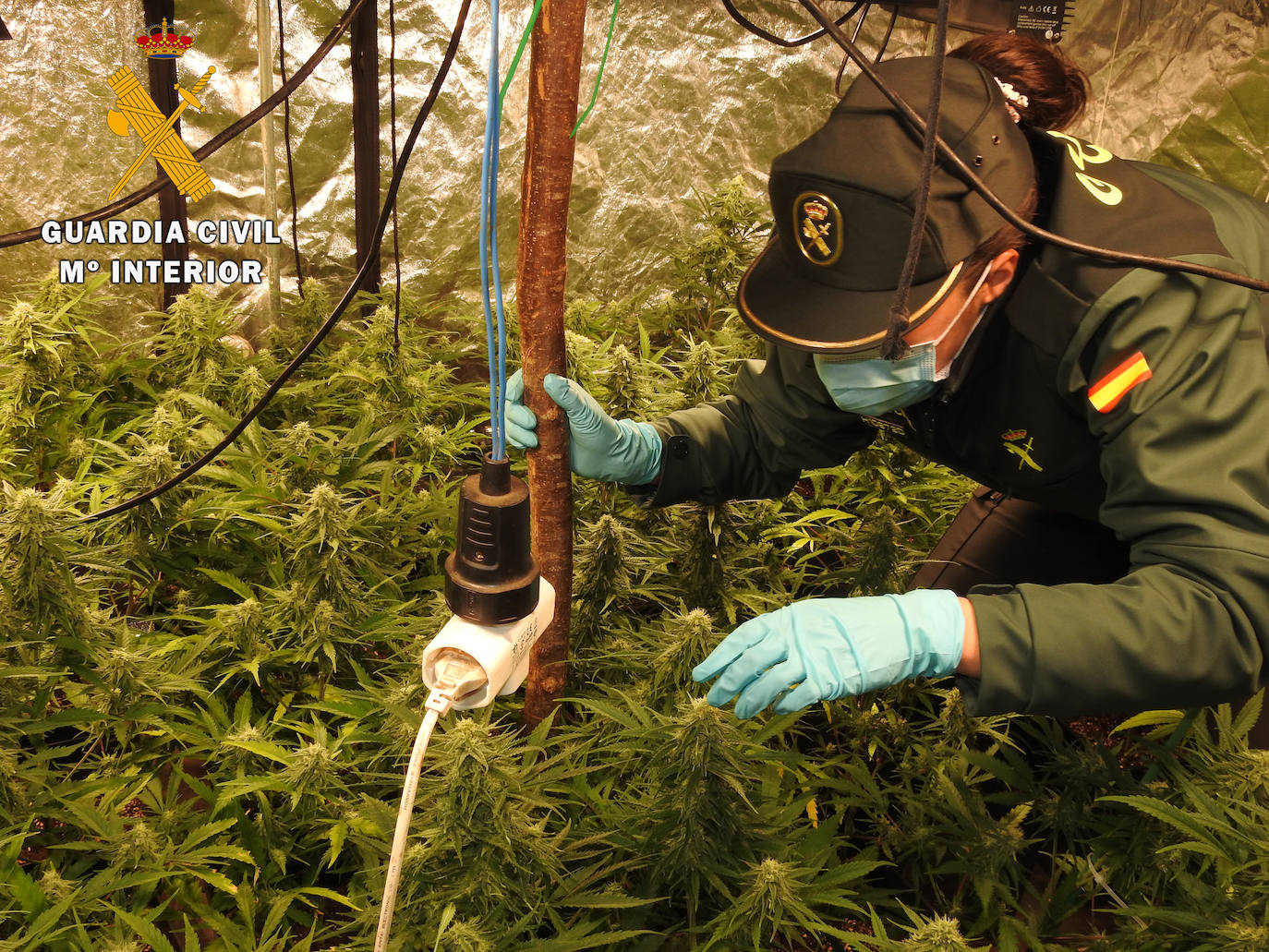 La Guardia Civil desmantela dos plantaciones de marihuana con cerca de 500 plantas en Soba y Alceda