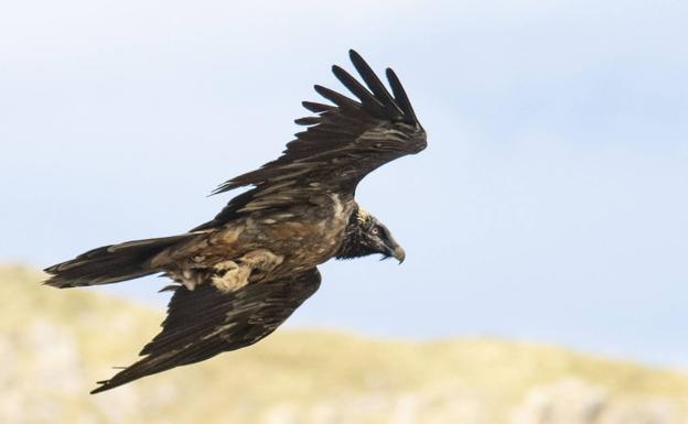 Localizada en Picos de Europa la primera pareja reproductora de quebrantahuesos en Cantabria