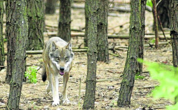 El Gobierno no descarta autorizar la caza de lobos «en los próximos días»