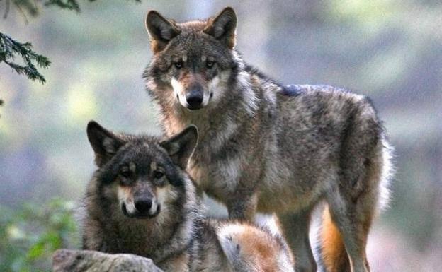 Una ONG internacional pide «bloquear» ayudas europeas a Cantabria si autoriza la caza de lobos