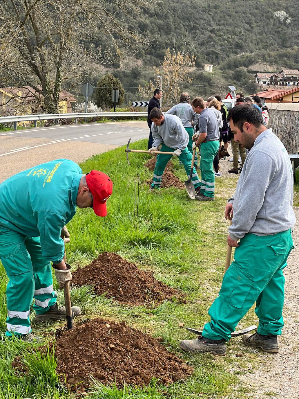 Plantación de especies autóctonas en el Camino Lebaniego