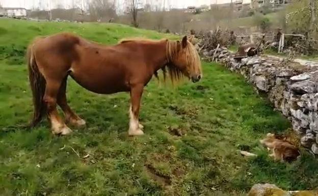 El Ministerio avisa de que la vía que plantea Cantabria para seguir matando lobos es ilegal