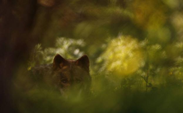 Cantabria reta al Ministerio y continuará con su política de control del lobo