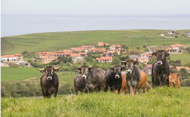 Desarrollo Rural convoca ayudas por más de un millón de euros a la sostenibilidad ganadera y agrícola