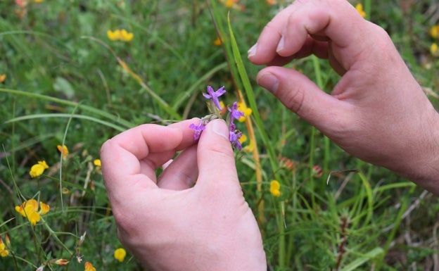 Ruta por Liencres para conocer la veintena de orquídeas silvestres que florecen en este entorno