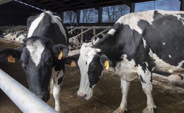 Cantabria concede 1,2 millones de ayudas directas a 3.231 ganaderos de carne