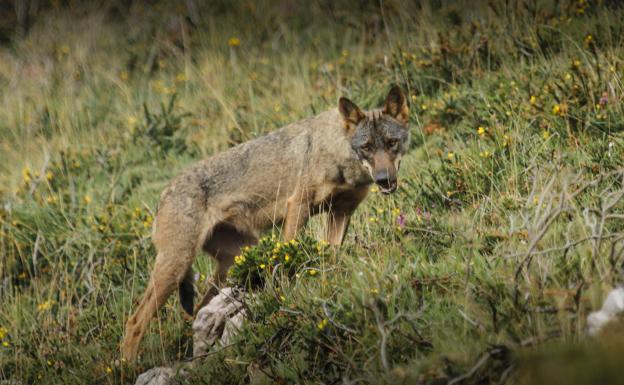 Cantabria enviará «en breve» a Madrid su primera petición para matar un lobo