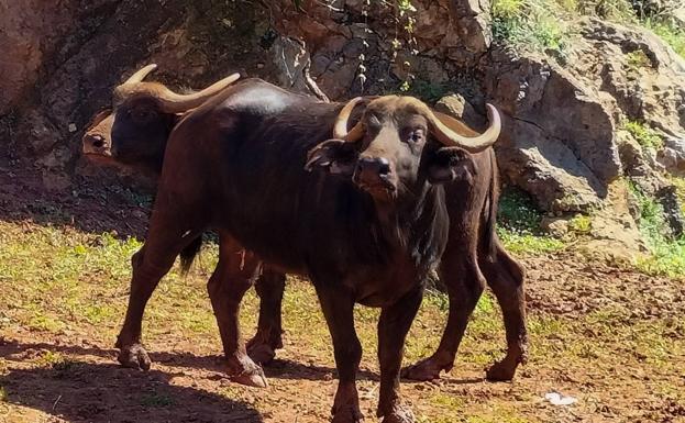 El otro rey de la sabana africana, nuevo inquilino de Cabárceno