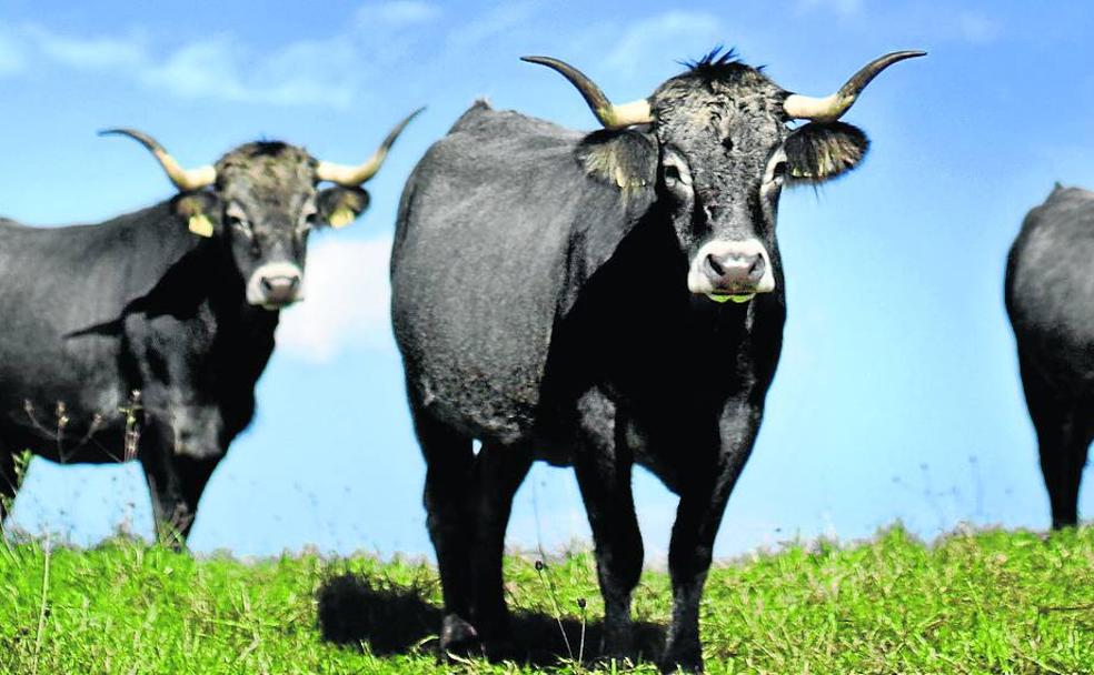 La carne de Cantabria, cuestión de raza