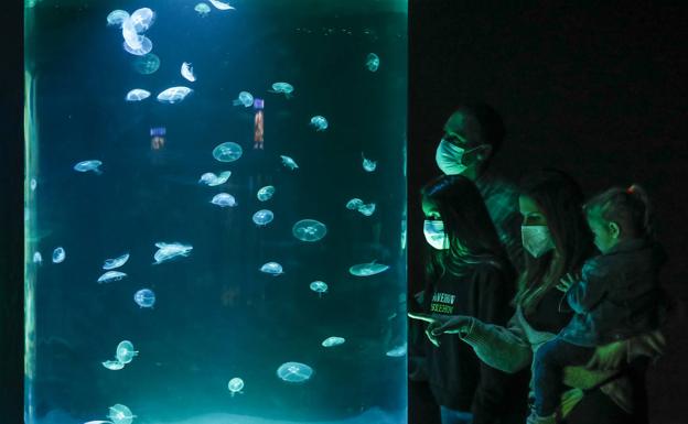 Medusas hipnóticas en el Museo Marítimo