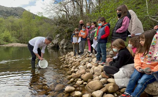 Unos 15.000 alevines de salmón y trucha para alegrar el Nansa