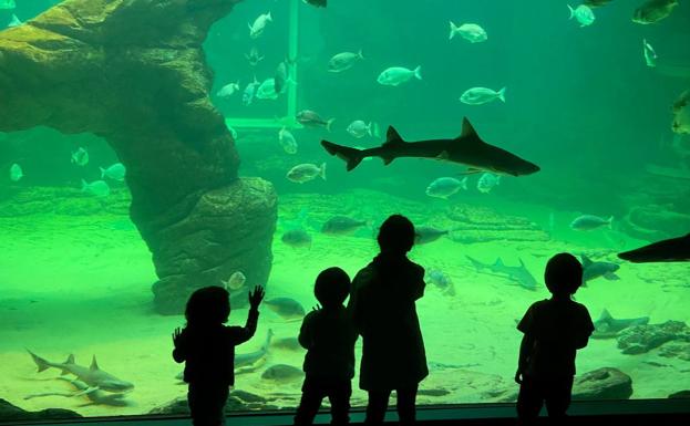 El Museo Marítimo ofrece un campus infantil para concienciar sobre la protección de los mares