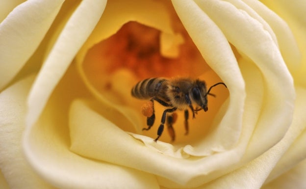 La preocupante desaparición de las abejas