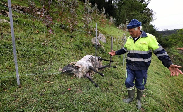 Un lobo mata tres ovejas en una finca de Treceño en pleno centro del pueblo