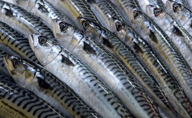 La final del concurso de pescados humildes se celebra el martes en Las Carolinas