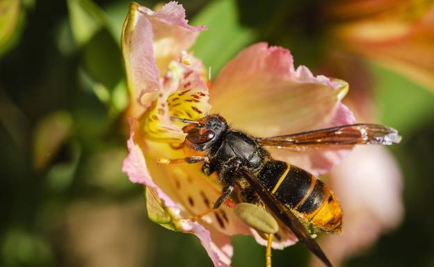 Medio Ambiente coloca 200 trampas en la ciudad para capturar reinas de avispa asiática