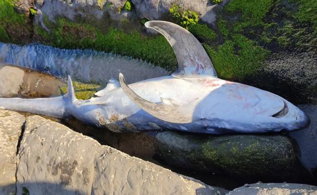 El cadáver de un tiburón zorro aparece varado en la playa de Sonabia