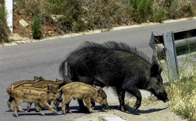 «Hay una proliferación de jabalíes espectacular y tememos que destrocen los cultivos de maíz»