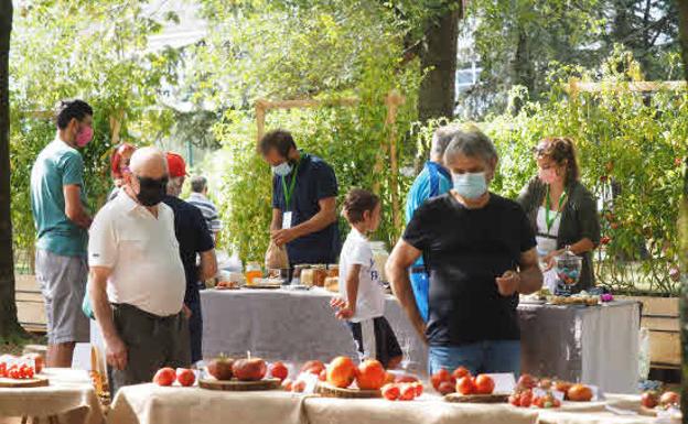 Torrelavega reparte esta semana 15.000 plantas de tomate de Cantabria