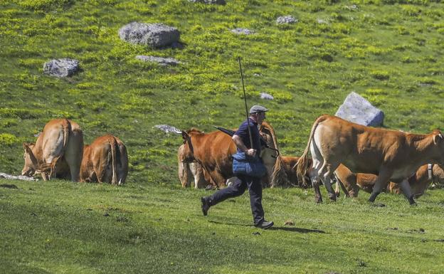 «Vamos a asistir a una sangría con el lobo en cuanto subamos el ganado al puerto»