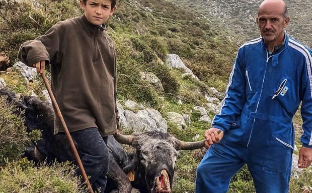 Los lobos atacan al ganado de Peñarrubia apenas unos días después de subir al puerto