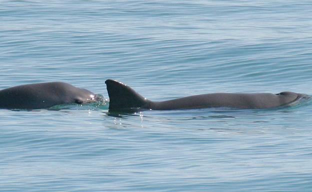 Las diez vaquitas marinas que quedan podrían bastar para recuperar la especie