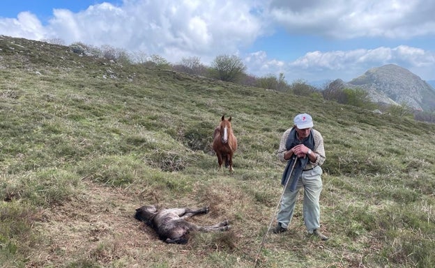 Un ganadero de Soba, víctima del último ataque de los lobos