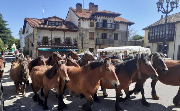 Más de un millar de reses en la XIII concentración ganadera de Bárcena de Pie de Concha