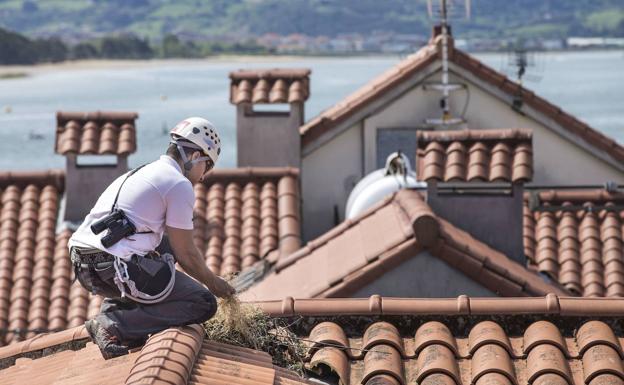 Comienza una nueva campaña de control de la población de gaviotas en Santander