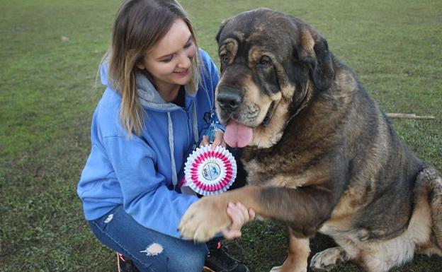 Muere 'Ron', el mastín de León que se coronó como campeón del mundo