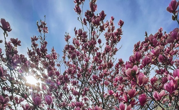 El I Concurso de Fotografía de Árboles y Plantas repartirá 450 euros en premios