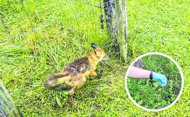 Un vecino de Los Corrales, condenado por el uso de lazos para atrapar animales