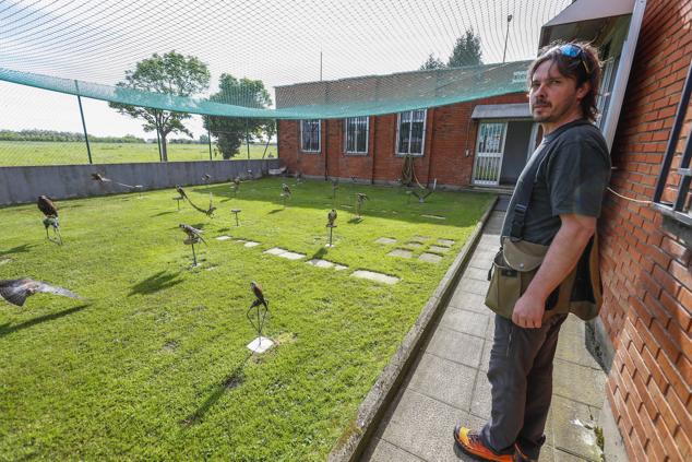 Las aves entrenadas para cazar a otras aves en el aeropuerto