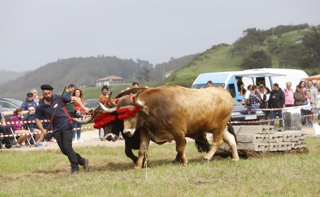 Los bueyes vuelven a demostrar su fuerza en San Vicente