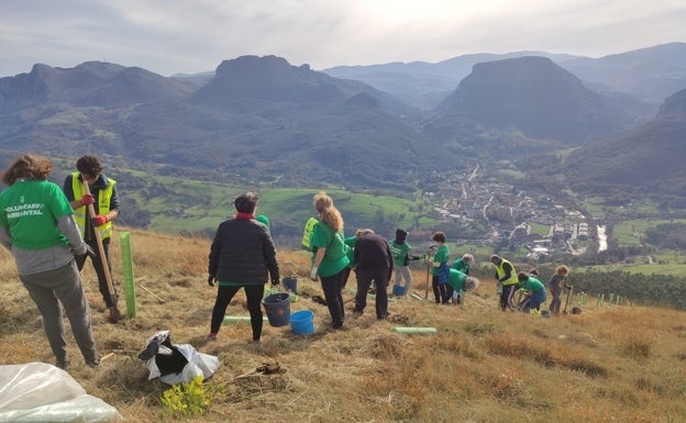 Bosques de Cantabria organiza para el sábado una repoblación forestal en Ramales de la Victoria