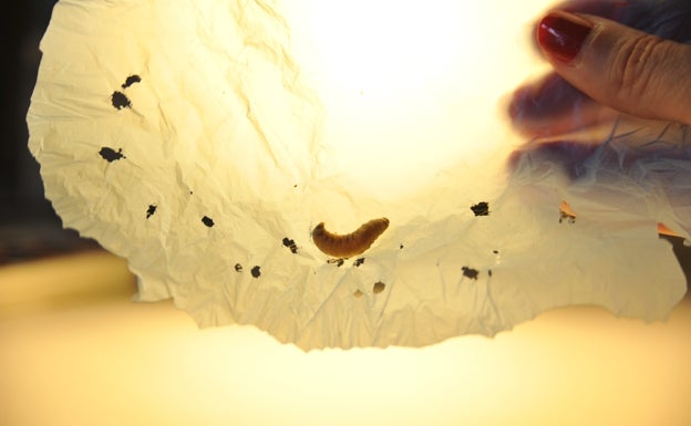 Gusanos para 'comer' los plásticos