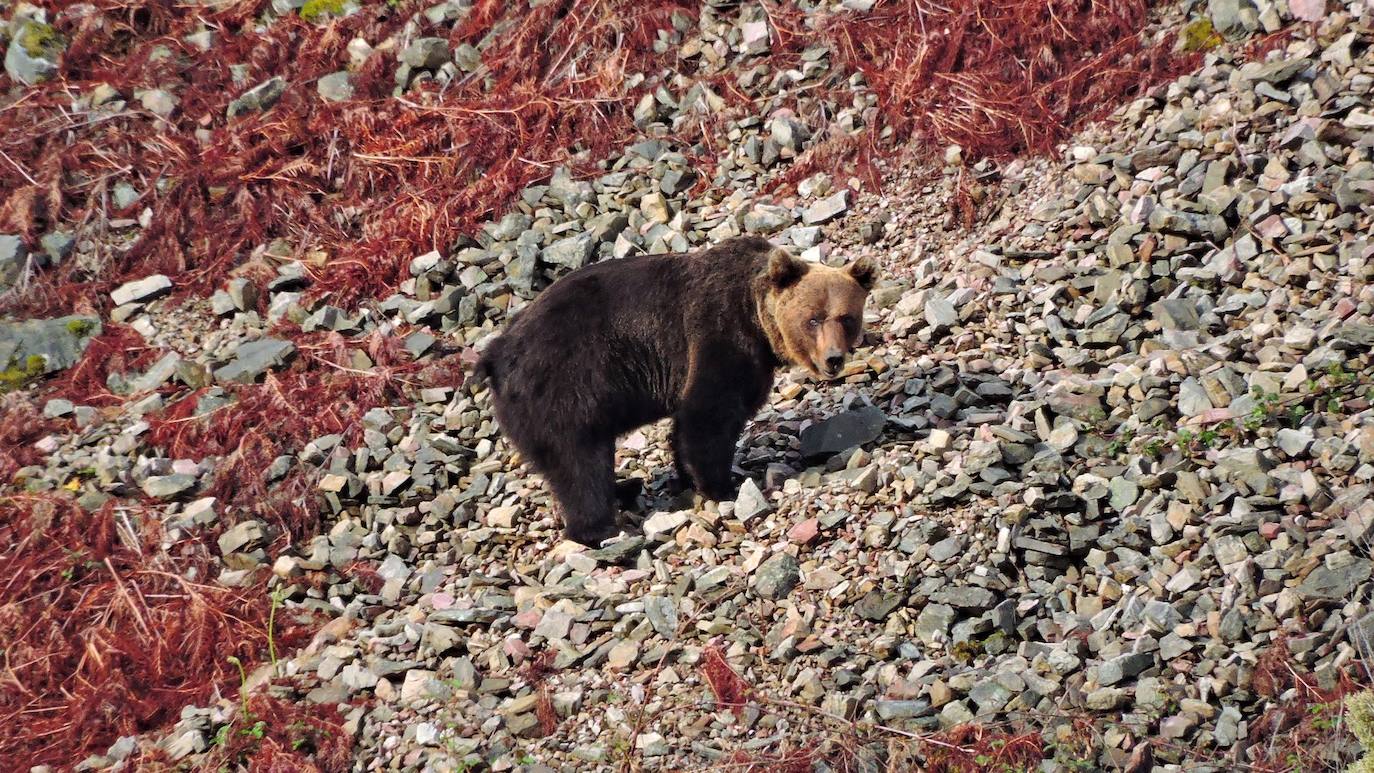 Avistamientos osos pardos, una excelente excusa para recorrer la Cordillera Cantábrica