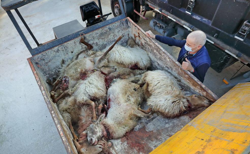 El conflicto del lobo salta del monte al Congreso