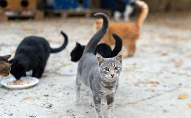 Por qué la ley que protegerá los gatos callejeros también ayudará a proteger la biodiversidad